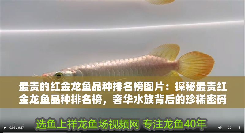 最貴的紅金龍魚品種排名榜圖片：探秘最貴紅金龍魚品種排名榜，奢華水族背后的珍稀密碼