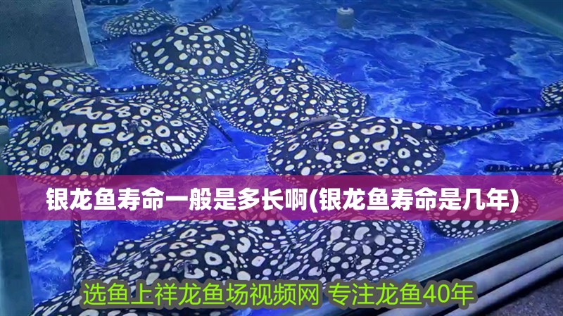 銀龍魚壽命一般是多長啊(銀龍魚壽命是幾年)
