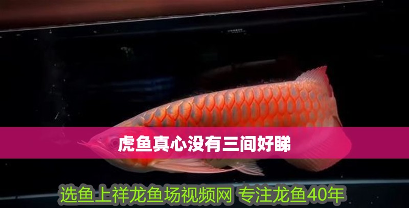 虎魚真心沒有三間好睇