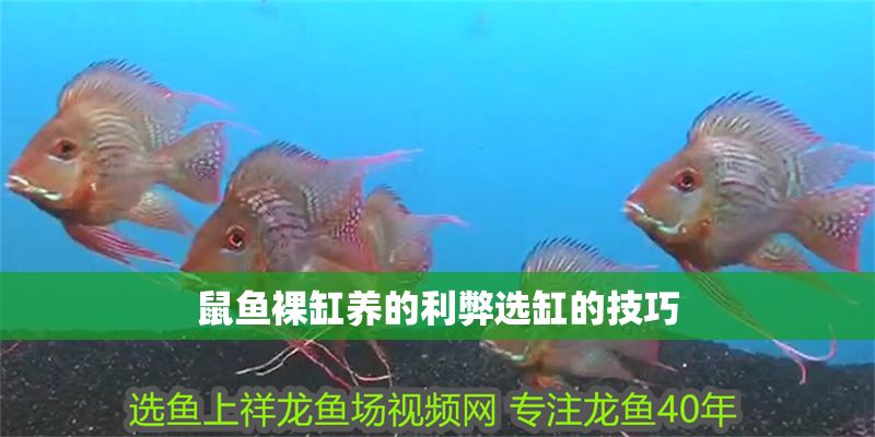 鼠魚裸缸養的利弊選缸的技巧