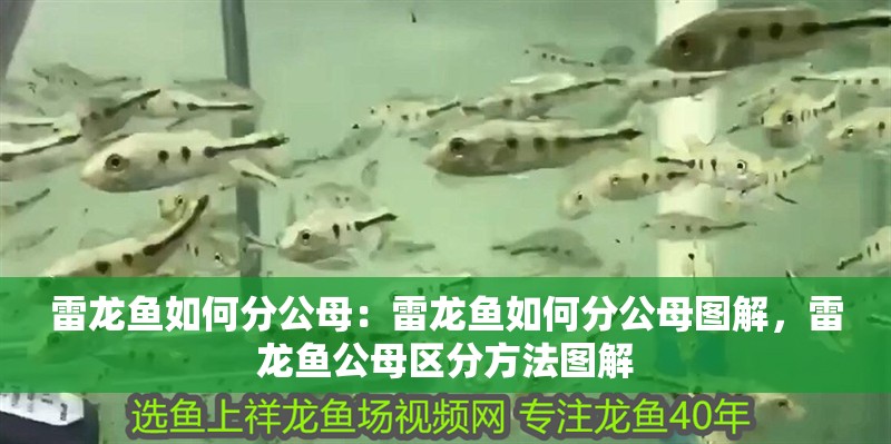 雷龍魚如何分公母：雷龍魚如何分公母圖解，雷龍魚公母區(qū)分方法圖解