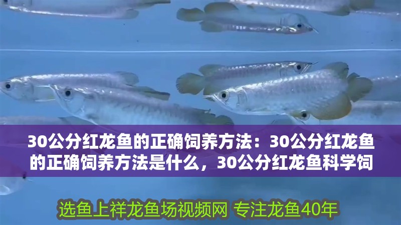 30公分紅龍魚的正確飼養方法：30公分紅龍魚的正確飼養方法是什么，30公分紅龍魚科學飼養全 30公分紅龍魚的正確飼養方法：30公分紅龍魚的正確飼養方法是什么，30公分紅龍魚科學飼養全 水族問答