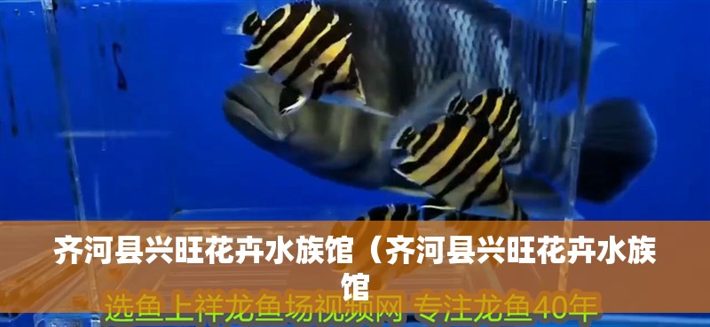 齊河縣興旺花卉水族館（齊河縣興旺花卉水族館 齊河縣興旺花卉水族館（齊河縣興旺花卉水族館 全國水族館企業(yè)名錄 第2張