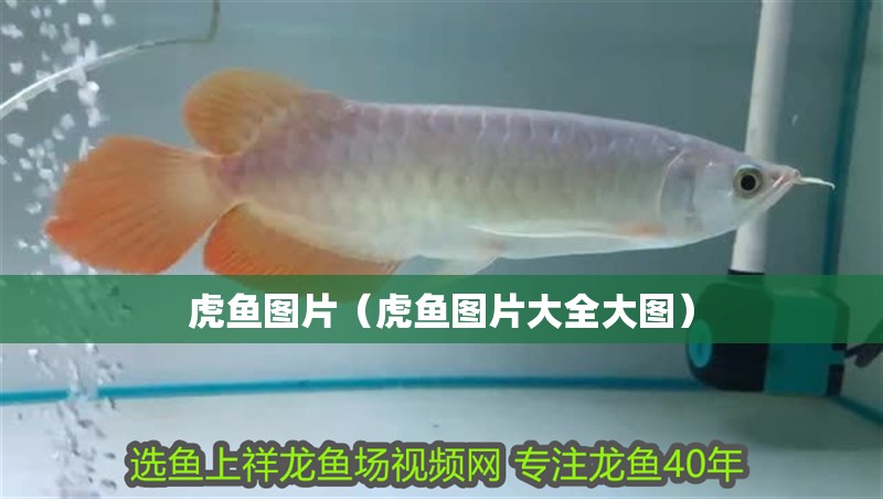 虎魚圖片（虎魚圖片大全大圖）