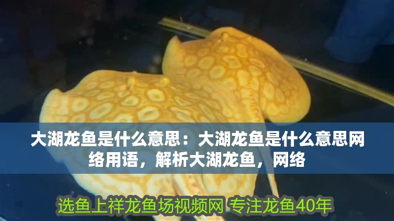 大湖龍魚是什么意思：大湖龍魚是什么意思網絡用語，解析大湖龍魚，網絡
