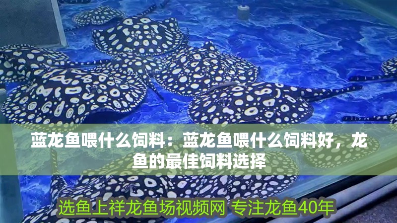 藍(lán)龍魚喂什么飼料：藍(lán)龍魚喂什么飼料好，龍魚的最佳飼料選擇