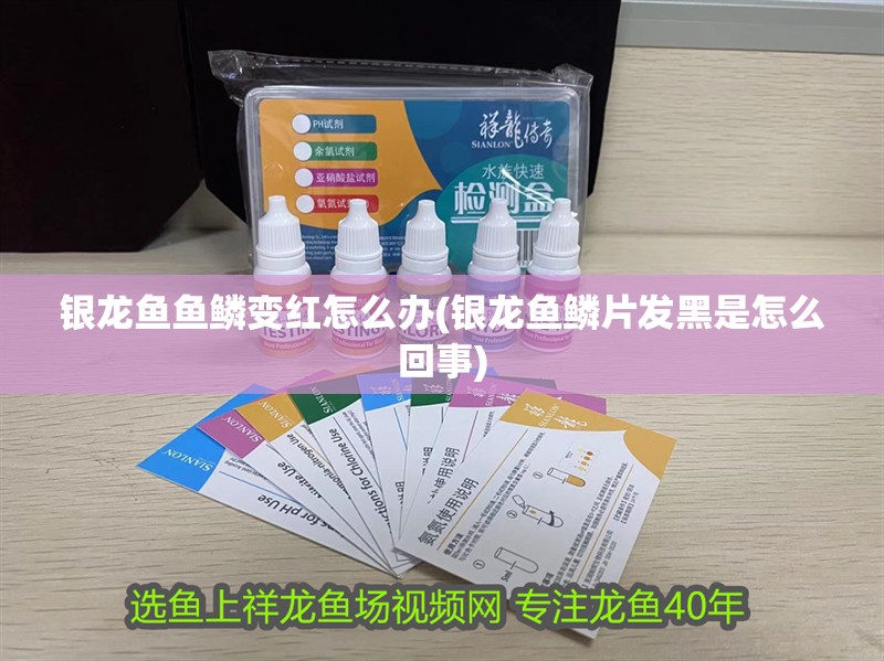 銀龍魚魚鱗變紅怎么辦(銀龍魚鱗片發黑是怎么回事)