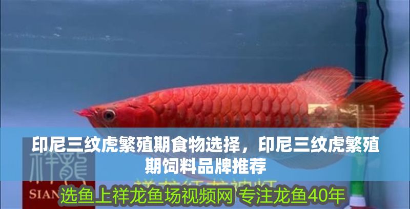 印尼三紋虎繁殖期食物選擇，印尼三紋虎繁殖期飼料品牌推薦