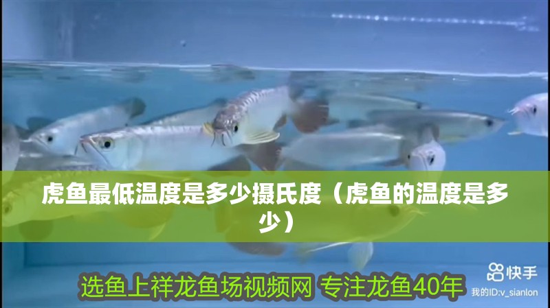 虎魚最低溫度是多少攝氏度（虎魚的溫度是多少）