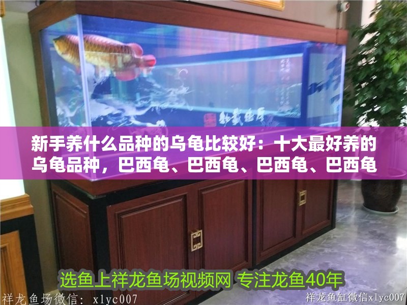 新手養什么品種的烏龜比較好：十大最好養的烏龜品種，巴西龜、巴西龜、巴西龜、巴西龜 新手養什么品種的烏龜比較好：十大最好養的烏龜品種，巴西龜、巴西龜、巴西龜、巴西龜 魚缸百科