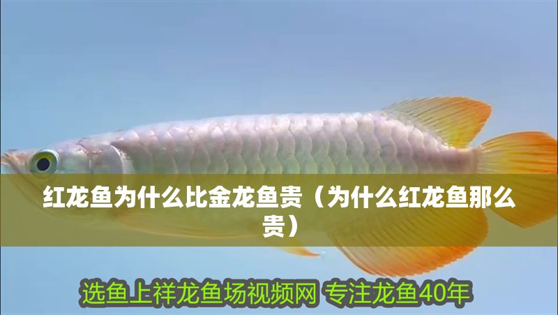 紅龍魚為什么比金龍魚貴（為什么紅龍魚那么貴） 紅龍魚為什么比金龍魚貴（為什么紅龍魚那么貴） 龍魚百科 第1張