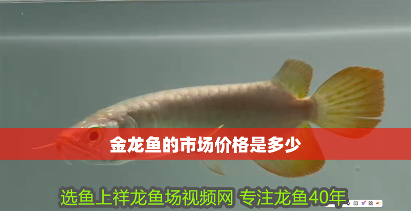 金龍魚的市場價格是多少 金龍魚的市場價格是多少 龍魚百科