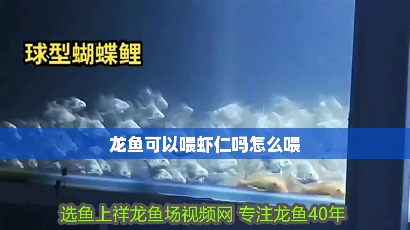龍魚可以喂蝦仁嗎怎么喂