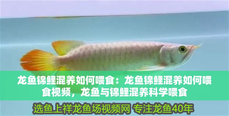 龍魚錦鯉混養(yǎng)如何喂食：龍魚錦鯉混養(yǎng)如何喂食視頻，龍魚與錦鯉混養(yǎng)科學喂食