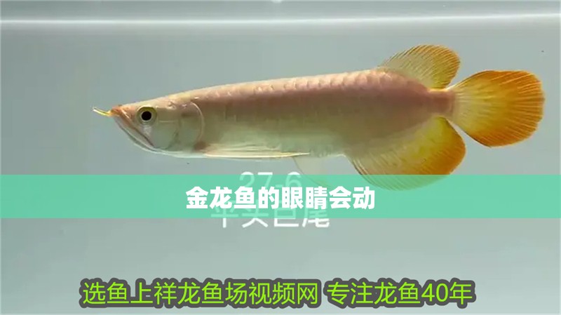 金龍魚(yú)的眼睛會(huì)動(dòng)