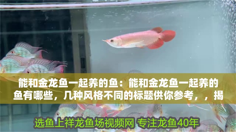 能和金龍魚一起養的魚：能和金龍魚一起養的魚有哪些，幾種風格不同的標題供你參考，，揭秘可與金龍魚共養的魚類清單，盤點那些能和金龍魚和諧相伴的魚種，探尋能同金龍魚