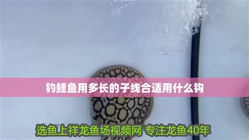 釣鯉魚用多長的子線合適用什么鉤