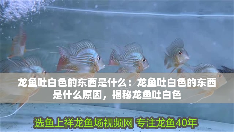 龍魚吐白色的東西是什么：龍魚吐白色的東西是什么原因，揭秘龍魚吐白色