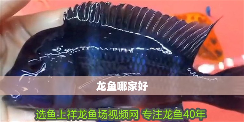 龍魚哪家好