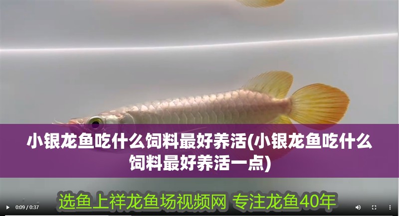小銀龍魚吃什么飼料最好養(yǎng)活(小銀龍魚吃什么飼料最好養(yǎng)活一點)