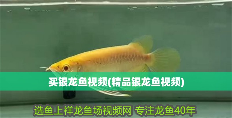 買銀龍魚視頻(精品銀龍魚視頻) 買銀龍魚視頻(精品銀龍魚視頻) 銀龍魚百科