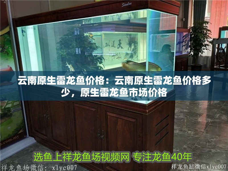 云南原生雷龍魚價格：云南原生雷龍魚價格多少，原生雷龍魚市場價格 云南原生雷龍魚價格：云南原生雷龍魚價格多少，原生雷龍魚市場價格 水族問答
