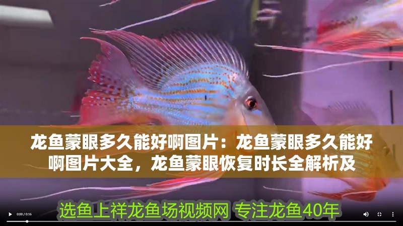 龍魚蒙眼多久能好啊圖片：龍魚蒙眼多久能好啊圖片大全，龍魚蒙眼恢復時長全解析及