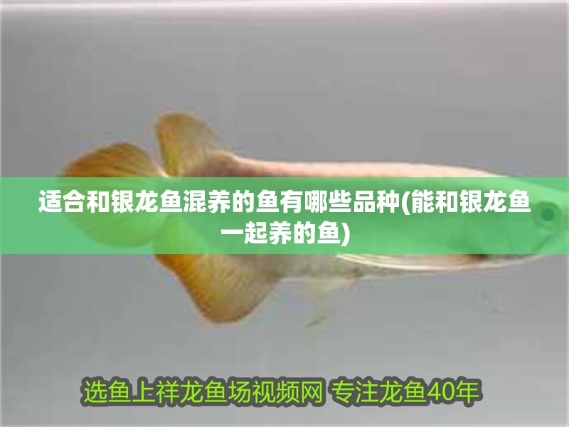 適合和銀龍魚混養的魚有哪些品種(能和銀龍魚一起養的魚) 適合和銀龍魚混養的魚有哪些品種(能和銀龍魚一起養的魚) 銀龍魚百科