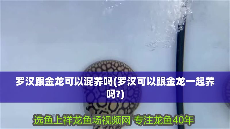 羅漢跟金龍可以混養嗎(羅漢可以跟金龍一起養嗎?)
