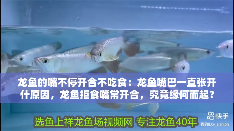 龍魚的嘴不停開合不吃食：龍魚嘴巴一直張開什原因，龍魚拒食嘴常開合，究竟緣何而起？ 龍魚的嘴不停開合不吃食：龍魚嘴巴一直張開什原因，龍魚拒食嘴常開合，究竟緣何而起？ 水族問答
