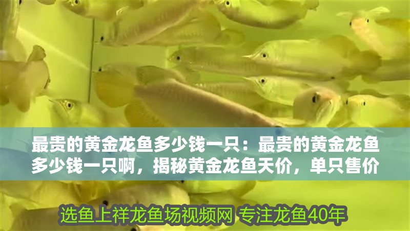 最貴的黃金龍魚多少錢一只：最貴的黃金龍魚多少錢一只啊，揭秘黃金龍魚天價，單只售價究竟幾何？