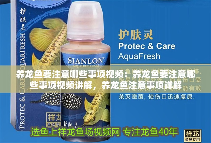 養龍魚要注意哪些事項視頻：養龍魚要注意哪些事項視頻講解，養龍魚注意事項詳解