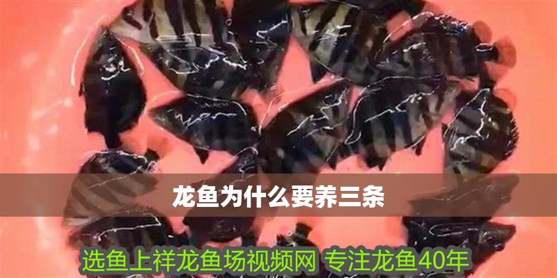 龍魚為什么要養三條