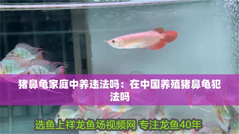 豬鼻龜家庭中養違法嗎：在中國養殖豬鼻龜犯法嗎