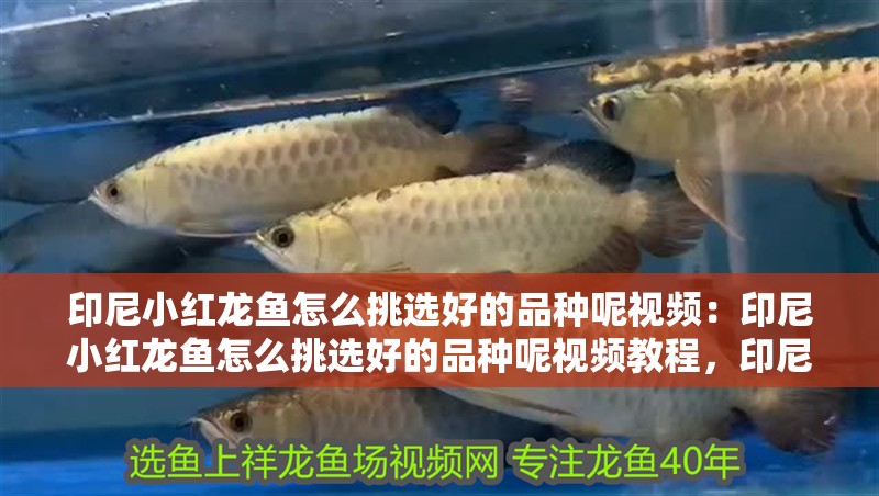 印尼小紅龍魚怎么挑選好的品種呢視頻：印尼小紅龍魚怎么挑選好的品種呢視頻教程，印尼小紅龍魚優(yōu)質(zhì)品種挑選指南與