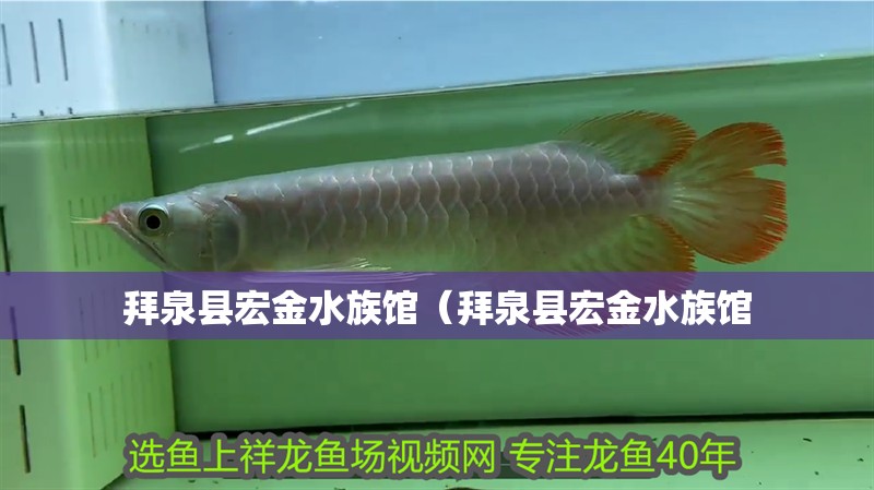 拜泉縣宏金水族館（拜泉縣宏金水族館 拜泉縣宏金水族館（拜泉縣宏金水族館 全國水族館企業名錄 第2張