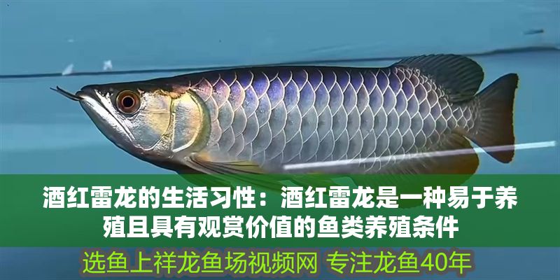 酒紅雷龍的生活習性：酒紅雷龍是一種易于養殖且具有觀賞價值的魚類養殖條件