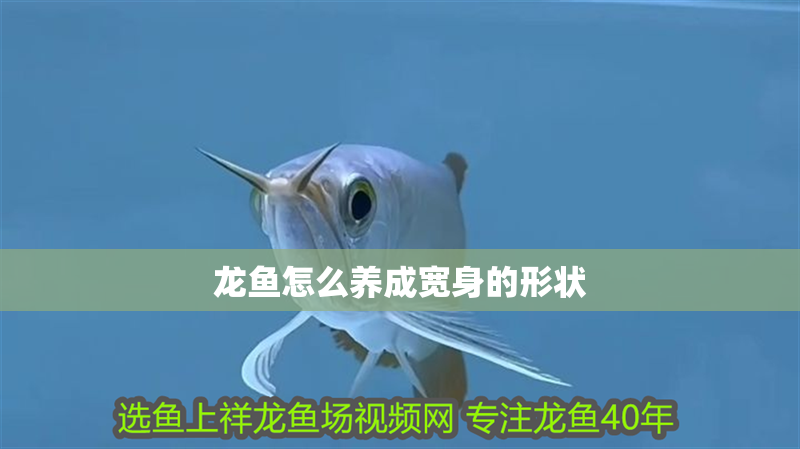 龍魚(yú)怎么養(yǎng)成寬身的形狀