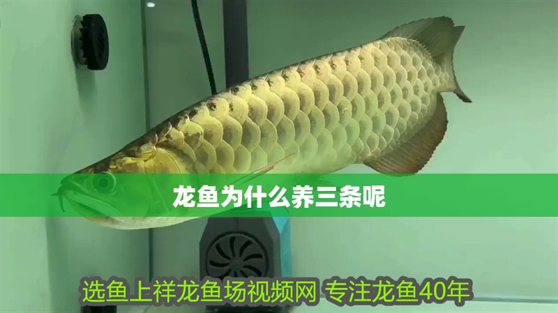 龍魚為什么養(yǎng)三條呢 龍魚百科 第2張 龍魚為什么養(yǎng)三條呢 龍魚為什么養(yǎng)三條呢 龍魚百科 第2張