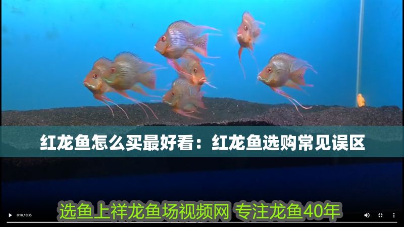 紅龍魚怎么買最好看：紅龍魚選購常見誤區