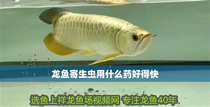 龍魚寄生蟲用什么藥好得快