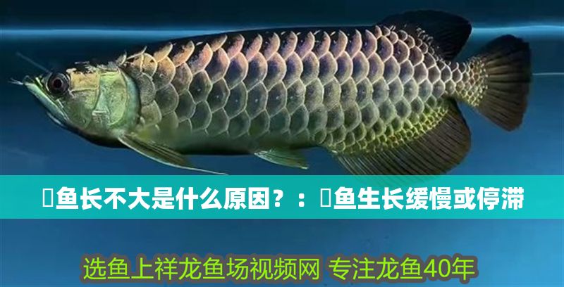 魟魚長不大是什么原因？：魟魚生長緩慢或停滯 魟魚長不大是什么原因？：魟魚生長緩慢或停滯 魟魚百科 第2張