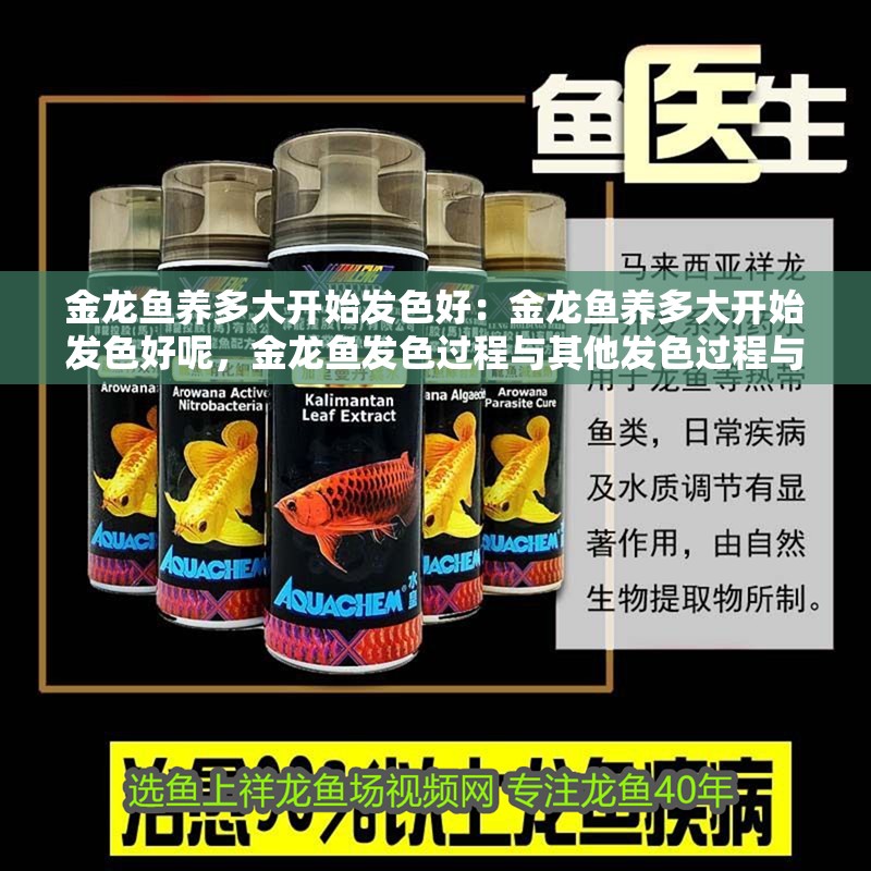 金龍魚養多大開始發色好：金龍魚養多大開始發色好呢，金龍魚發色過程與其他發色過程與其他發色過程與其他發色相關 金龍魚養多大開始發色好：金龍魚養多大開始發色好呢，金龍魚發色過程與其他發色過程與其他發色過程與其他發色相關 水族問答