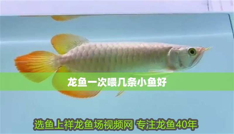 龍魚(yú)一次喂幾條小魚(yú)好 龍魚(yú)一次喂幾條小魚(yú)好 龍魚(yú)百科 第2張