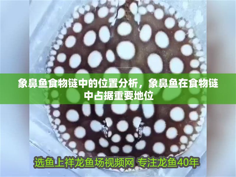 象鼻魚食物鏈中的位置分析，象鼻魚在食物鏈中占據重要地位