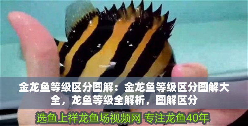 金龍魚等級區分圖解：金龍魚等級區分圖解大全，龍魚等級全解析，圖解區分