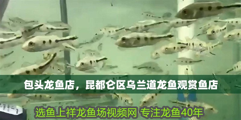 包頭龍魚店，昆都侖區烏蘭道龍魚觀賞魚店 包頭龍魚店，昆都侖區烏蘭道龍魚觀賞魚店 全國水族館企業名錄