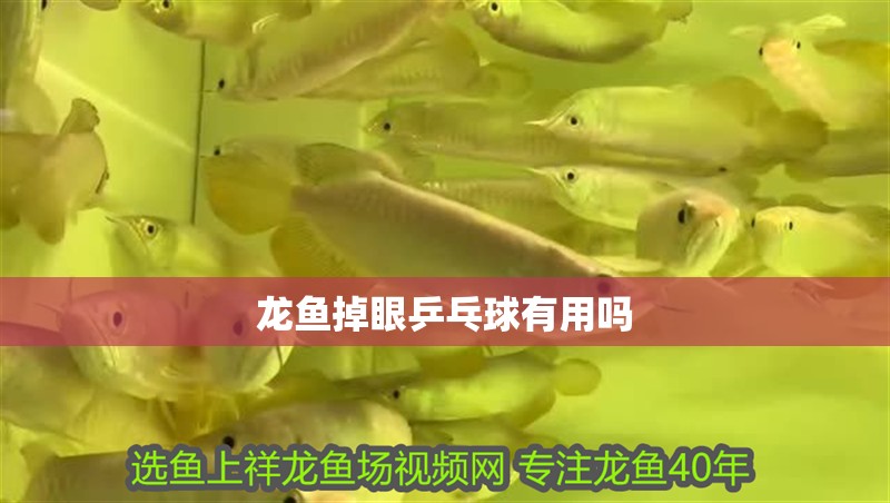 龍魚掉眼乒乓球有用嗎