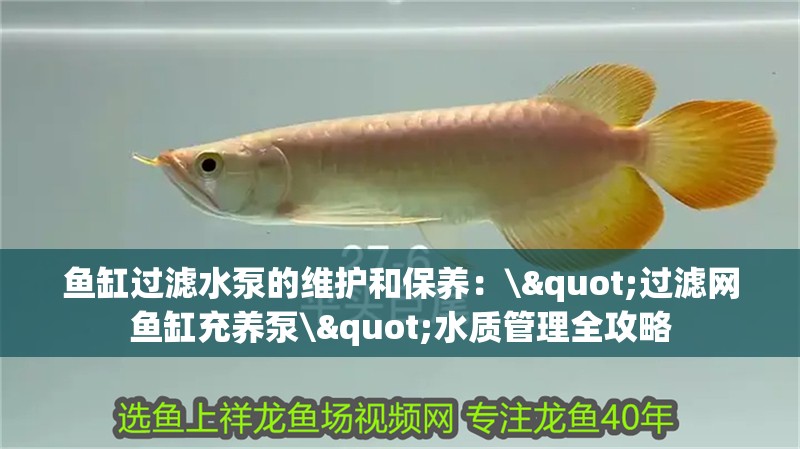 魚缸過濾水泵的維護和保養：\"過濾網魚缸充養泵\"水質管理全攻略