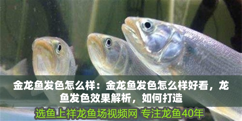 虎皮魚過冬需要注意的事項，虎皮魚過冬需要注意什么，虎皮魚過冬需要注意什么問題？ 虎皮魚過冬需要注意的事項，虎皮魚過冬需要注意什么，虎皮魚過冬需要注意什么問題？ 虎魚百科